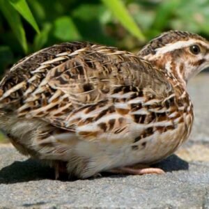 home quail (live)